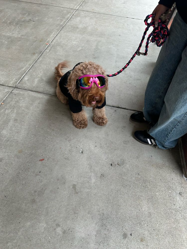 Front view of dog, panting, sitting, pink goggles on eyes