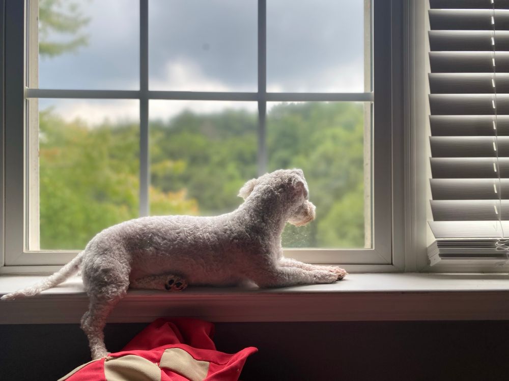 Bichon Frise laying on a windowsill, watching trees and a storm cloud outside. 