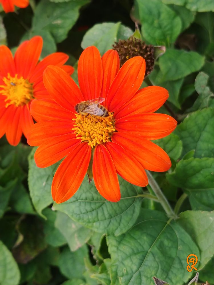 Bright orange flower with yellow stamen center on a field of green leaves. There is a singular bee working to extract nectar from the flower.