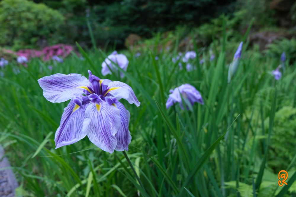 A small field of flowers. All white petals, with purple veins and a yellow triangular root. They have a dark purple center of stamen. On the left of this photo is a close up view of one such flower. With many others in the background.