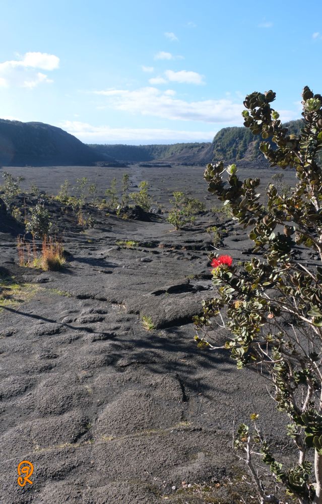 Looking out across the Kilauea Iki Crater from the East end of the trail getting ready to cross the live hot caldera. Blue sky above and black lava rock below squeeze the crater walls between. A lone, red, sacred Ohia Lehua flower on the right foreground welcomes one tot he trail.