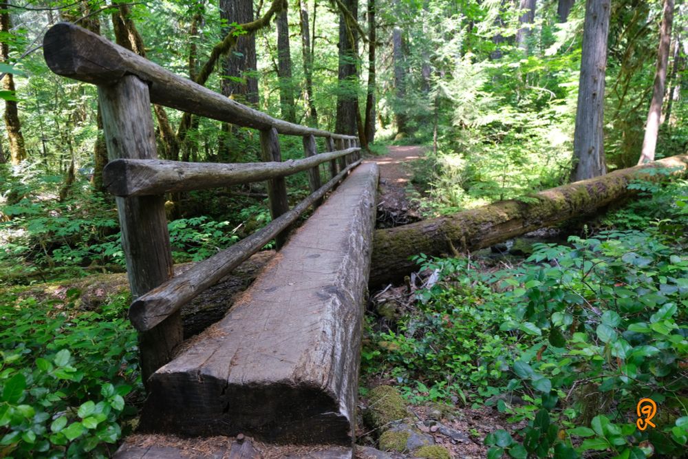 Forrest path that connects through a narrow single log foot bridge. The foot bridge has a single wood railing on the left side. The bridge goes over a creek and a large fallen tree.