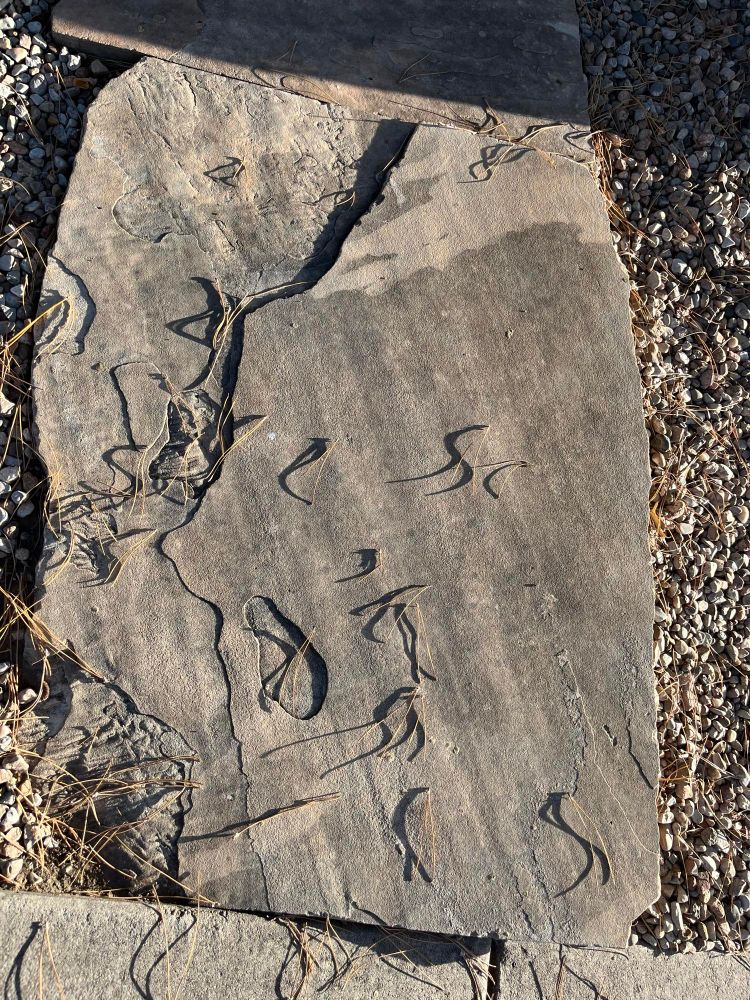 A large, flat rock with scattered pine needles casting sharp, curvy shadows 