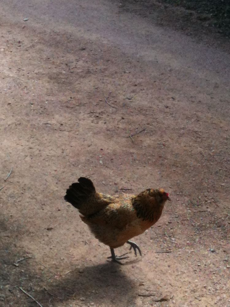 A chicken walking across the dirt