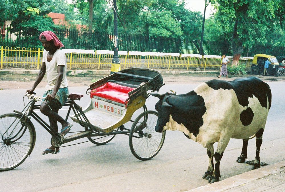 Man pedals a bicycle rickshaw down a wide street while a black and white cow watches