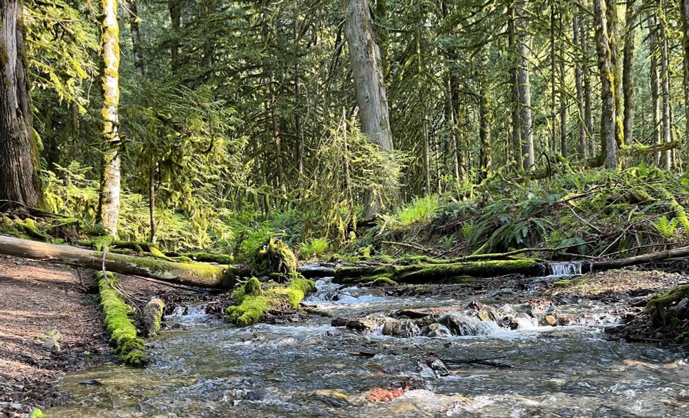 A stream through a moss-covered forest 
