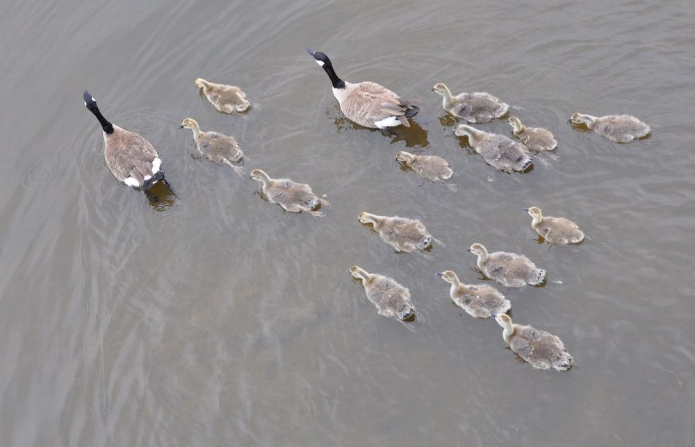 Two goose parents swim away with 14 adolescents hurrying after them