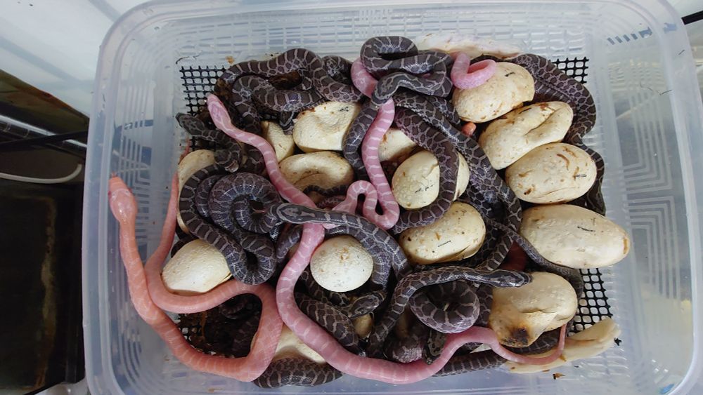 エモリーラットスネーク　孵化