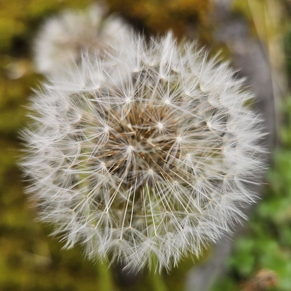 A picture of a dandelion I took today 