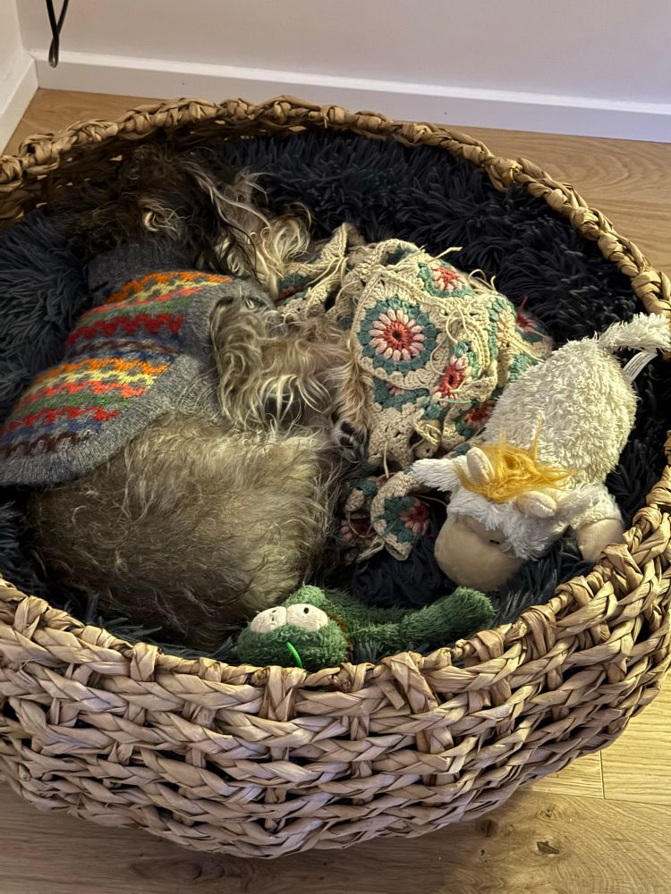 TildaHund liegt mit Decke und zwei Stofftieren (Schaf und Floh) schlafend im Körbchen 