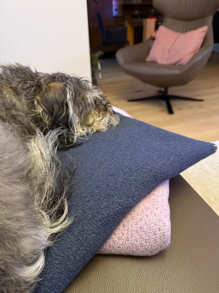 TildaHund auf zwei Decken liegend 