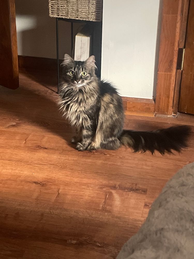 tiny adorable evil cat plots in the morning light