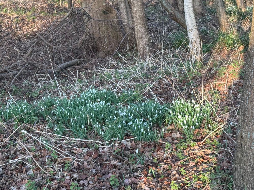 Clump of snowdrops in a woodland lit by morning sunlight.