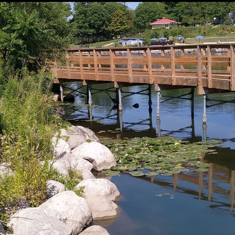 wooden path over a pond, with a great blue heron underneath hunting frogs
