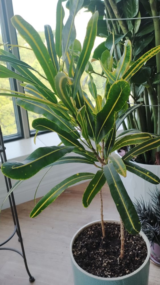leafy green banana croton plant