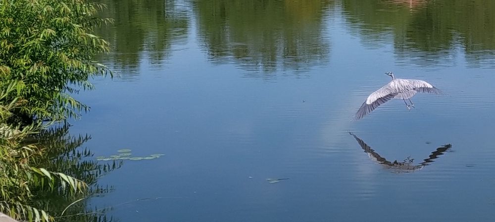large bird flies over its reflection in a pond