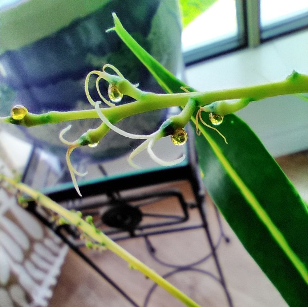 beads of sap on my banana croton 