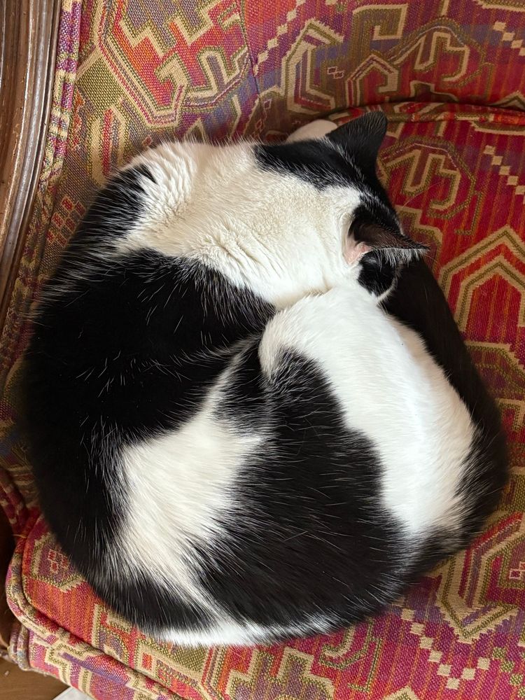 A black and white patched cat is curled up in a tidy circle on a threadbare red and faded gold armchair. 