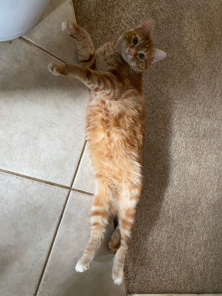 A ginger tabby cat lying on his back looking up at the camera 