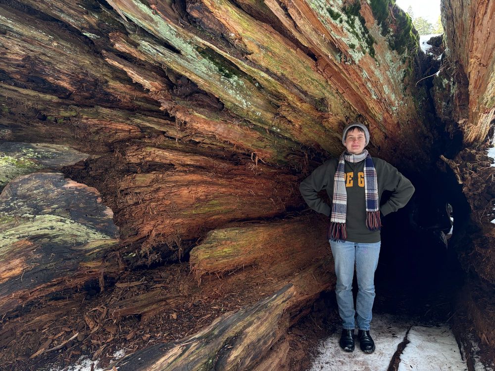 Person standing in a hollow fallen sequoia 