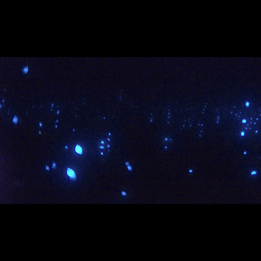 These Underwater Fireworks Are From ‘Sea Fireflies’ Looking for Mates