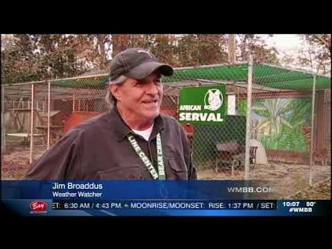 Bear Creek Feline Center: Watching the Weather for WMBB News 13