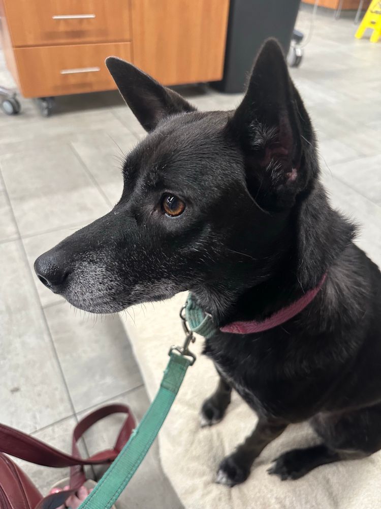 Small black dog on a leash, sitting on a dog bed. 

