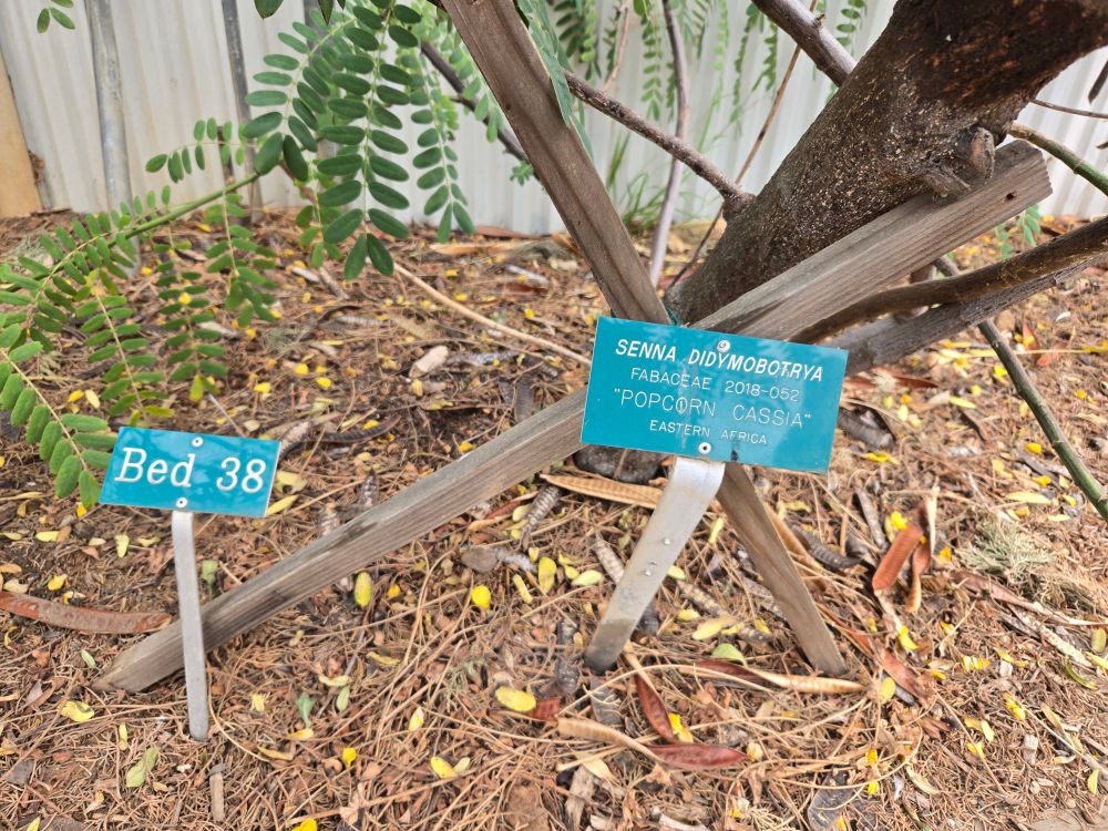 Sign reads:
Senna Didymobotrya
"Popcorn Cassia"
Eastern Africa 