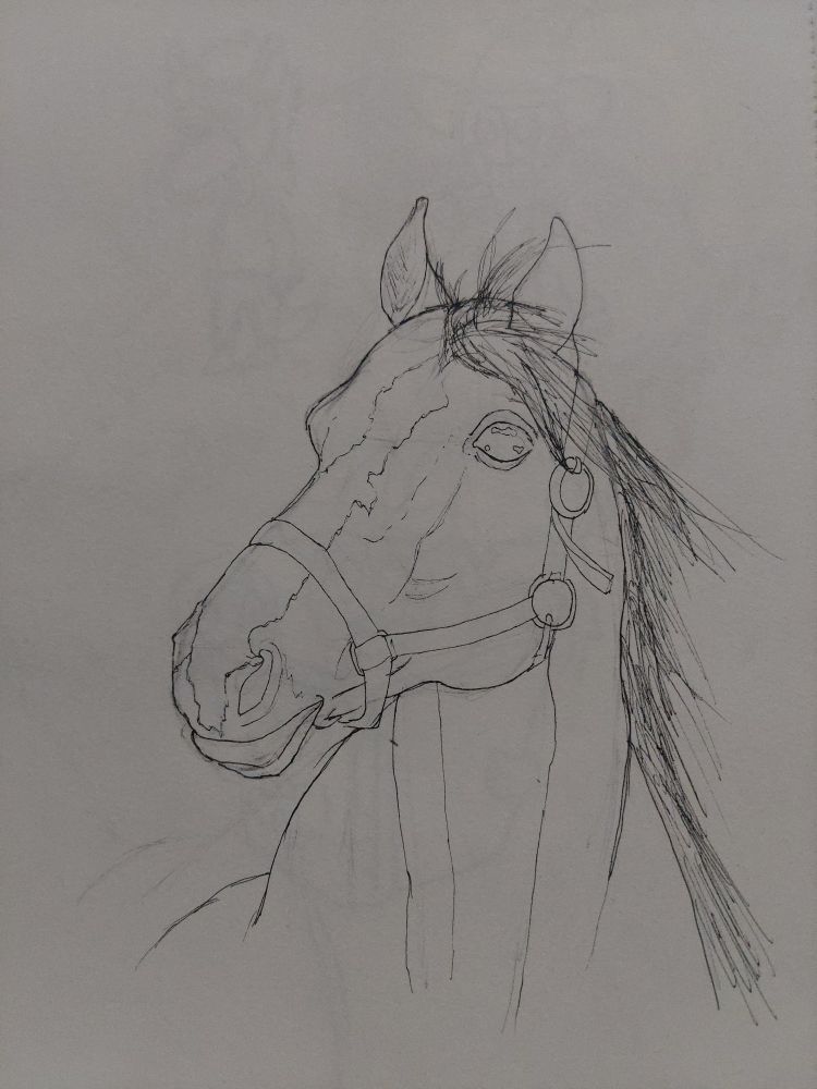 A drawing/sketch of a horse.