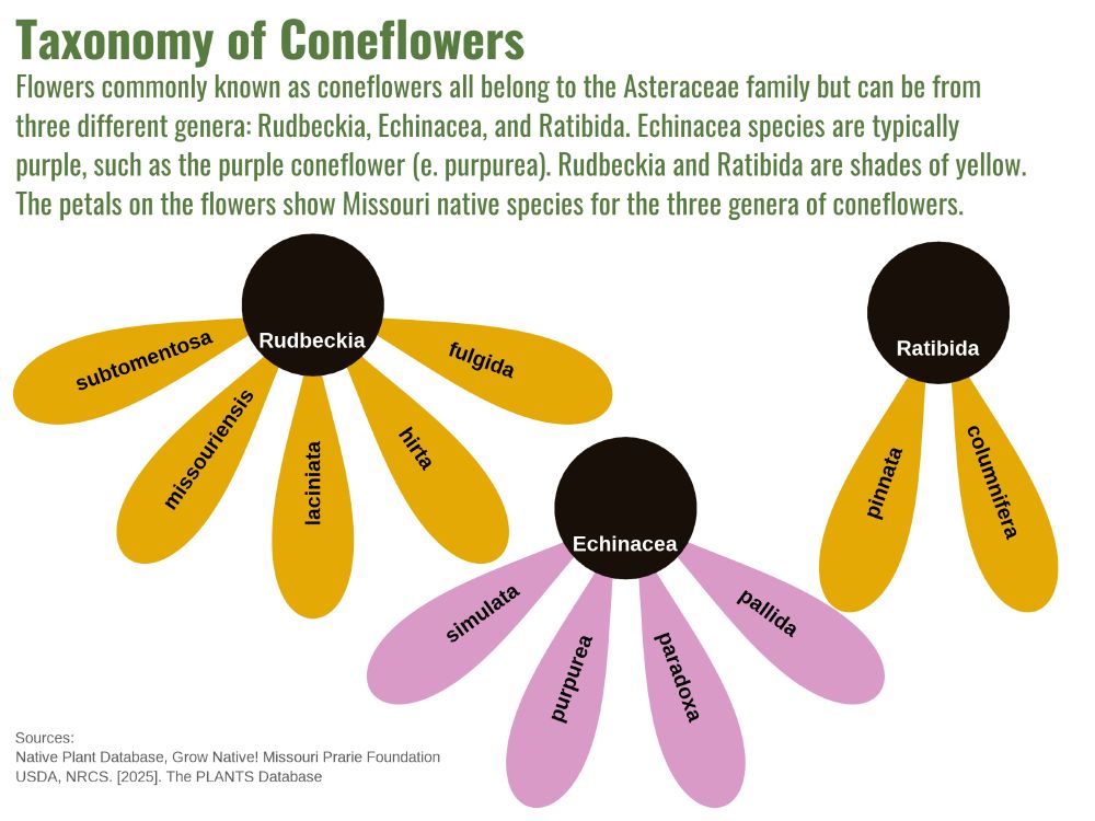 Taxonomy of Coneflower. Image has 3 flowers where each center is a genus and the petals are species.