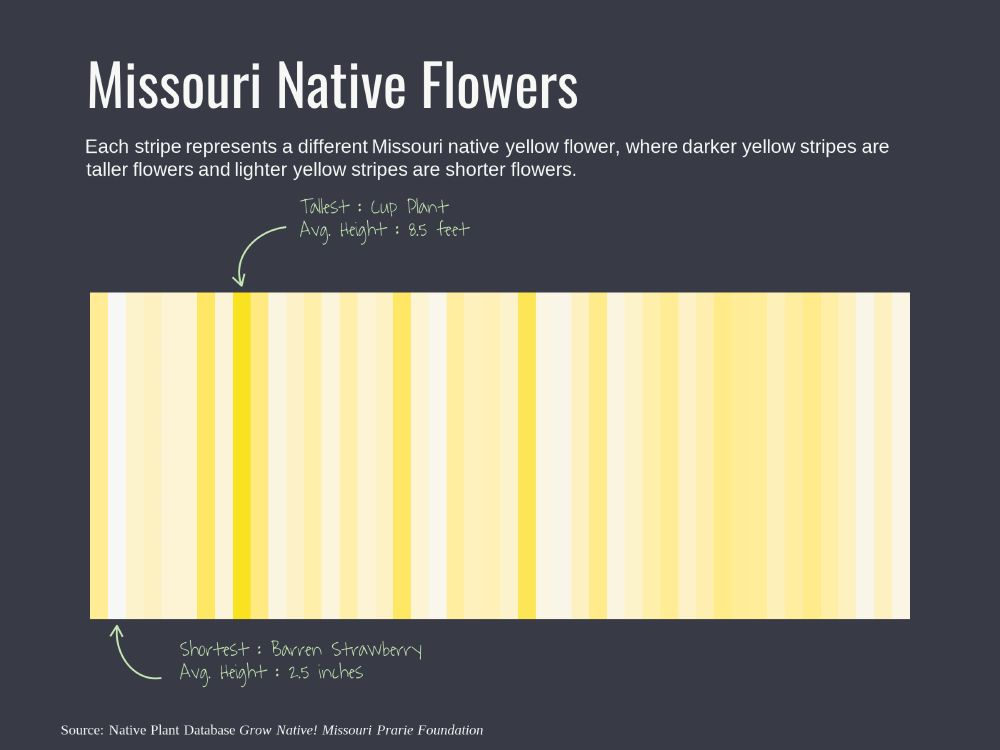 Stripe plot of heights of Missouri native flowers. Each stripe represents a different Missouri native yellow flower, where darker yellow stripes are taller flowers and lighter yellow stripes are shorter flowers.