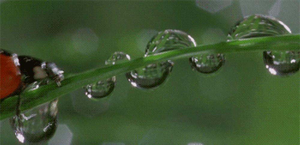 a ladybug is sitting on a green leaf with water drops on it