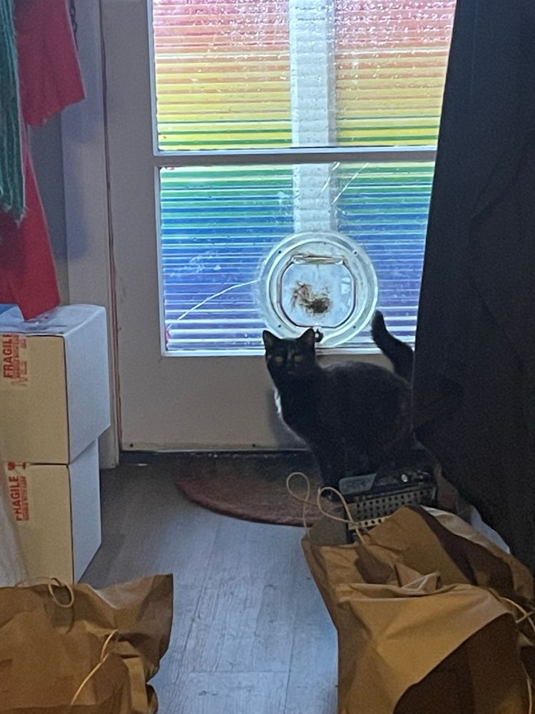 A strange cat just inside my entry way who had come through the cat flap 