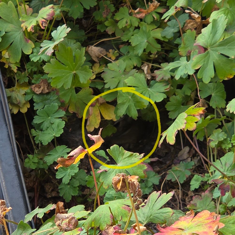 A bunch of green leaves. In the center is an opening where you can see a tiny bunny.