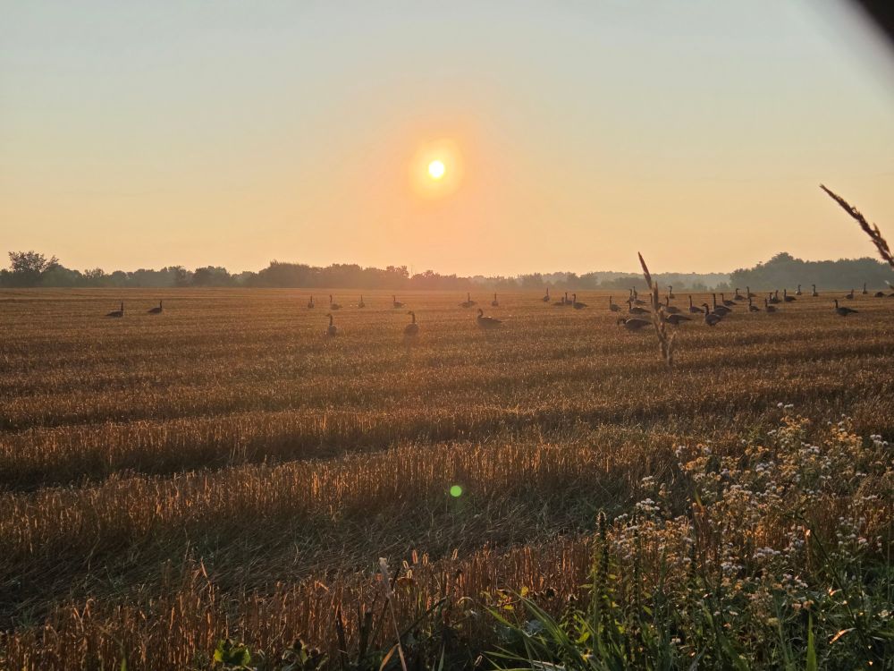 The sun shines over a yellow field. There are several Canada geese in the field.
