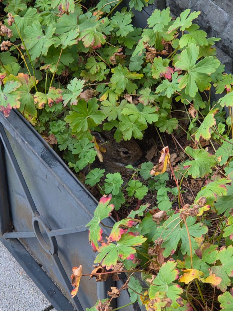 A tiny brown baby bunny sits in between the small green leaves in a black planter box.