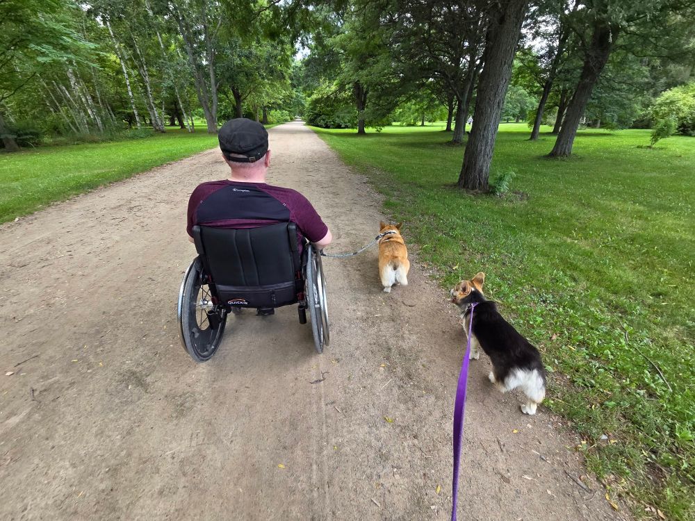 A man in a wheelchair rolls beside 2 corgis, one is sable and the other is a red headed tri.