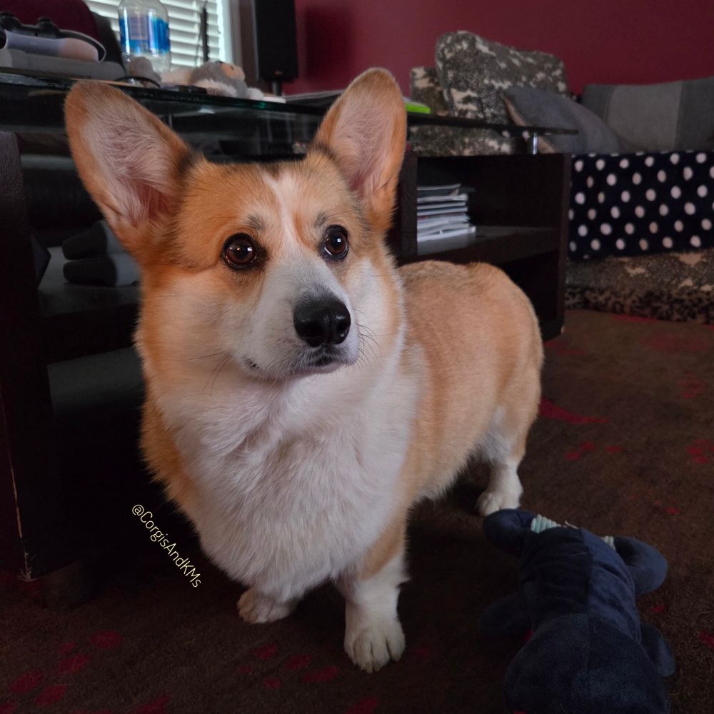 A sable Pembroke Welsh corgi stands beside a coffee table. He has a concerned look on his face.