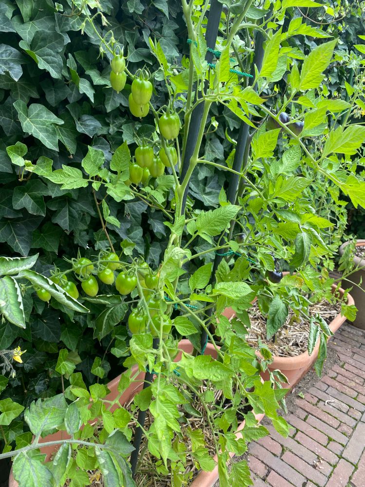 Two tomatoes plants showing many green (and some black) tomatoes but no red ones. 