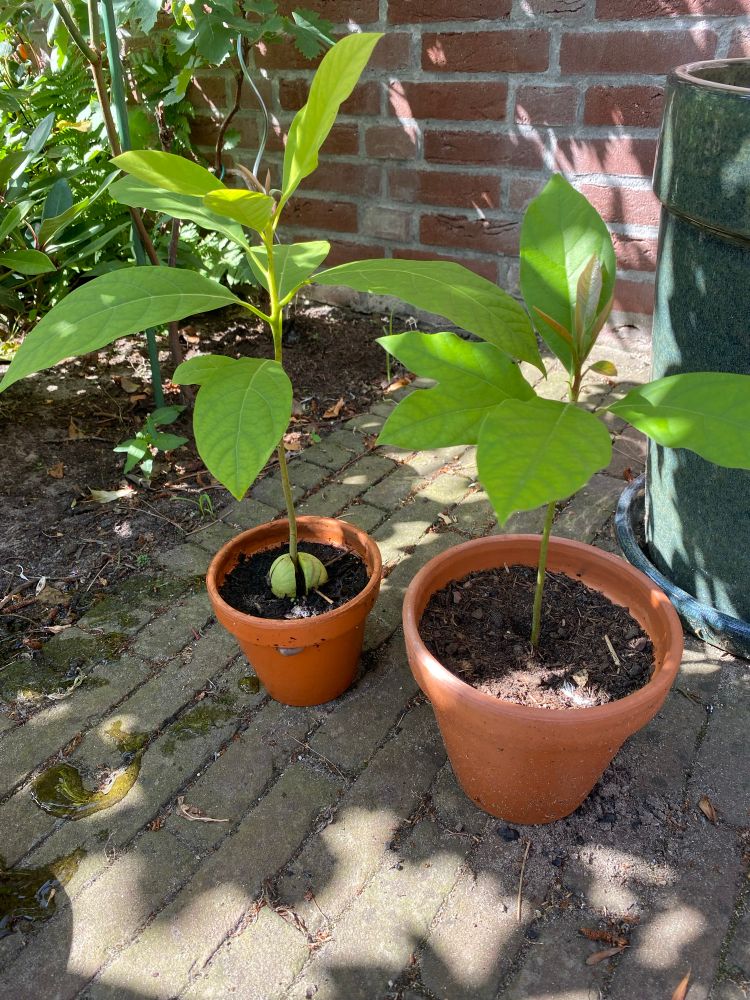 Two avocado plants in a pot. Height around 30cm each. 