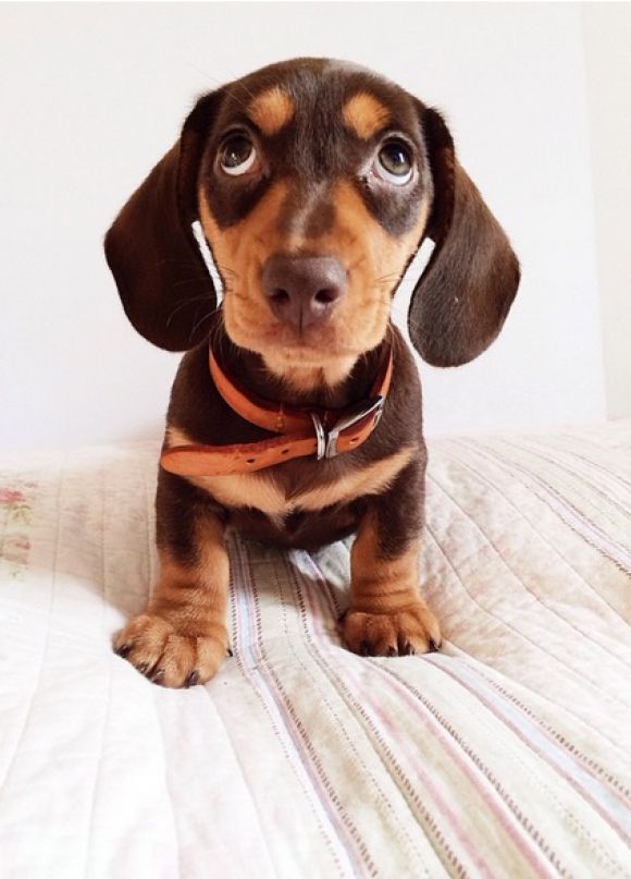 Dachshund Lovers ❤️❤️
#dachshund #dachshunds