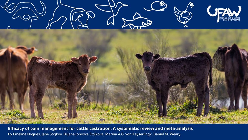 A graphic with a blue banner at the top containing white, line-drawn images of a buffalo, dog, bird, fish, mouse and chicken and the UFAW logo. A photograph of two young calves standing in a grassy field with blurred adult cattle in the background under a sunny sky. The text reads: Efficacy of pain management for cattle castration: A systematic review and meta-analysis. By Emeline Nogues, Jane Stojkov, Biljana Jonoska Stojkova, Marina A.G. von Keyserlingk, Daniel M. Weary.