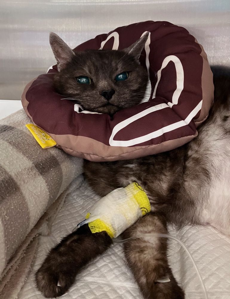 초코고넛모양 넥카라를 한 네로가
입원실에서 수액맞으며 말아놓은 담요에 기대어있다