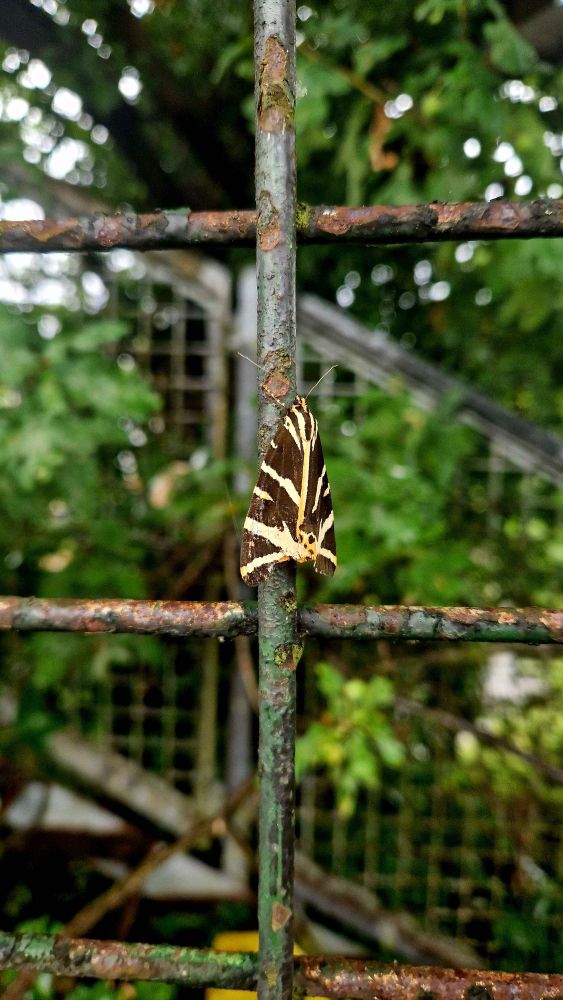 A moth with black and yellow markings rests on a metal fence. blurry tree leaves and another metal fence can be seen in the background.