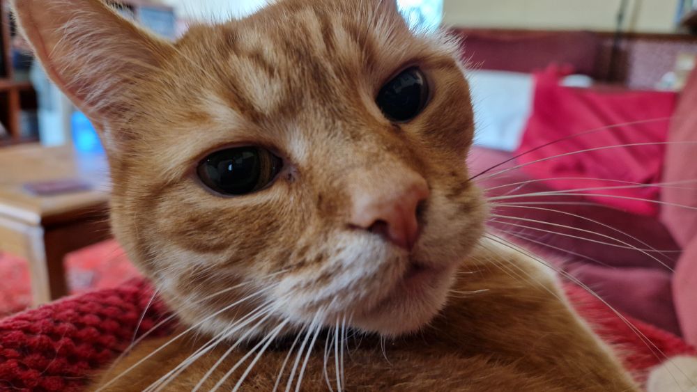 An orange cat looking towards the camera 