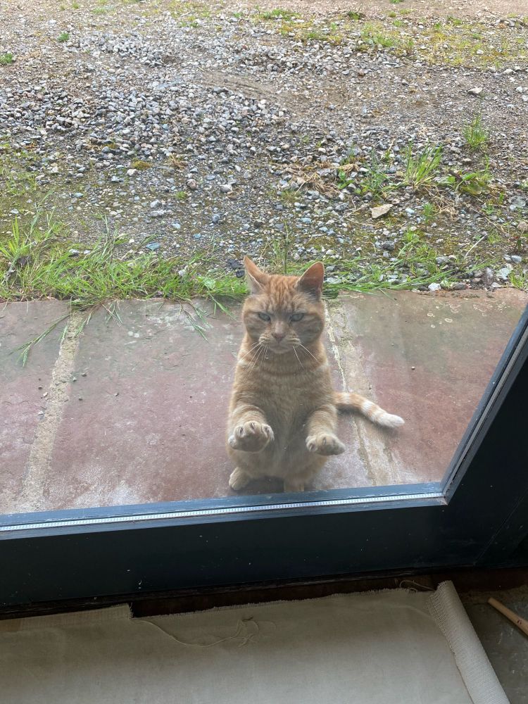 A chonky ginger cat standing outside with front paws pressed against a glazed door.