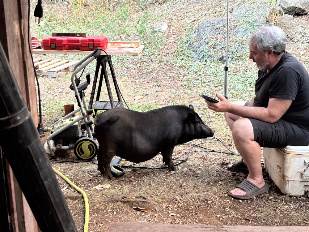 My bub interneting while pig BaeBae trusts him and tries to get his attention.
