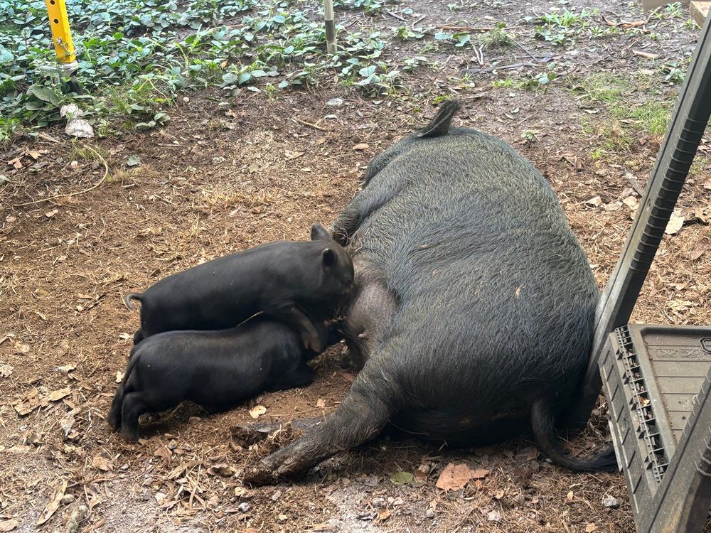 Pig with two piglets nursing in my yard. At my feet.