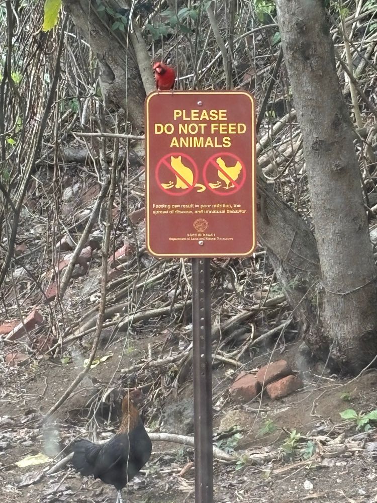 Cardinal bird on top of sign that says "please don't feed animals" with a chicken in the ground.