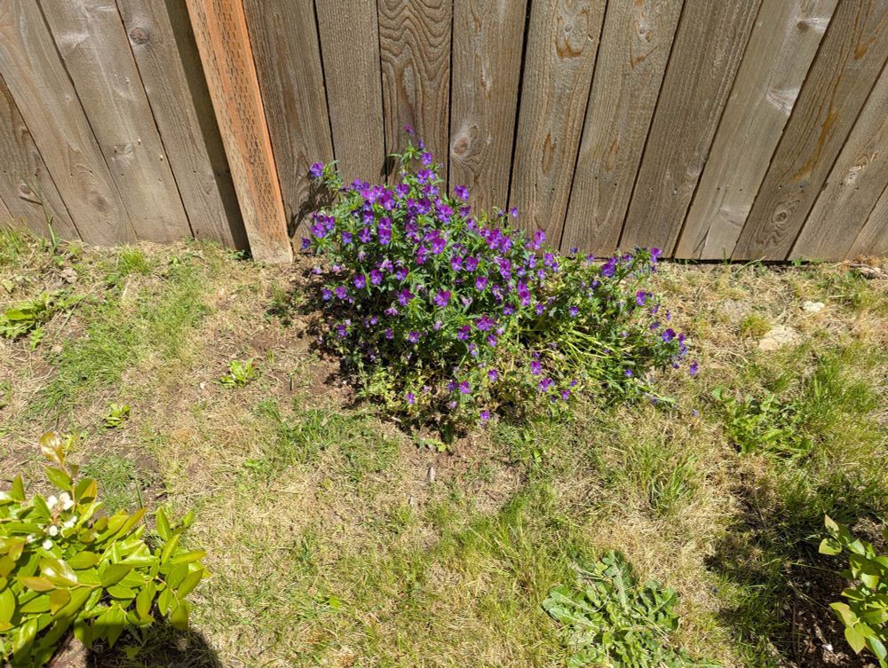 Small batch of purple violets against a wooden fence. 